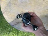 Shimano Caius 151hg - nuotraukos Nr. 3