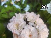 Pelargonija - nuotraukos Nr. 18