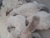 Ragdoll veislės kačiukai - nuotraukos Nr. 5