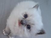 Ragdoll veislės kačiukai - nuotraukos Nr. 2