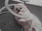 Ragdoll veislės kačiukai - nuotraukos Nr. 3