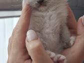 Ragdoll veislės kačiukai - nuotraukos Nr. 4