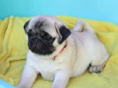 Mopsai su kilmes dokumentais /pug - nuotraukos Nr. 2