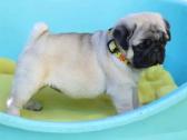 Mopsai su kilmes dokumentais /pug - nuotraukos Nr. 3