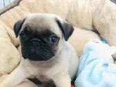 Mopsai su kilmes dokumentais /pug - nuotraukos Nr. 4