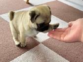 Mopsai su kilmes dokumentais /pug - nuotraukos Nr. 5