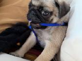 Mopsai su kilmes dokumentais /pug - nuotraukos Nr. 6