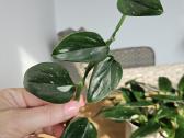 Monstera Standleyana karpiniai - nuotraukos Nr. 2