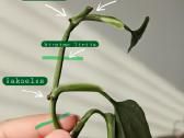 Monstera Standleyana karpiniai - nuotraukos Nr. 3