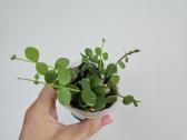 Dischidia Nummularia S - nuotraukos Nr. 2