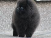 Juodos spalvos Pomeranas - nuotraukos Nr. 7