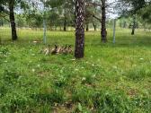 Parduodu antis bėgikes. - nuotraukos Nr. 3