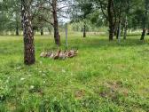 Parduodu antis bėgikes. - nuotraukos Nr. 4