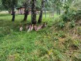 Parduodu antis bėgikes. - nuotraukos Nr. 2