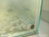 Akvariuminės sraigės už 1 vnt 1,50 - nuotraukos Nr. 5