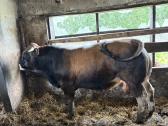 Parduodami ekologinio ūkio aubrak reproduktoriai - nuotraukos Nr. 7