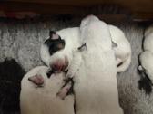 Australian cattle dog puppies - nuotraukos Nr. 6
