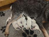 Australian cattle dog puppies - nuotraukos Nr. 7