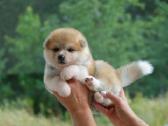 Nauja Vada Akita Inu kilmingi šuniukai iš veislyno - nuotraukos Nr. 2