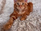 Red Maine Coon - nuotraukos Nr. 2
