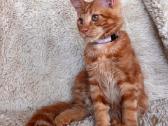 Red Maine Coon - nuotraukos Nr. 3