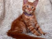 Red Maine Coon - nuotraukos Nr. 4