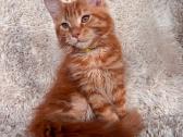Red Maine Coon - nuotraukos Nr. 2
