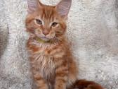 Red Maine Coon - nuotraukos Nr. 3