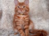 Red Maine Coon - nuotraukos Nr. 4