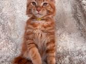 Red Maine Coon - nuotraukos Nr. 5