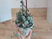 String Of Hearts - nuotraukos Nr. 2