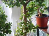 Portulacaria afra sukulentas - nuotraukos Nr. 2