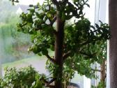 Portulacaria afra sukulentas - nuotraukos Nr. 3