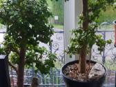Portulacaria afra sukulentas - nuotraukos Nr. 4