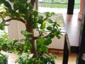 Portulacaria afra sukulentas - nuotraukos Nr. 6