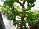 Portulacaria afra sukulentas - nuotraukos Nr. 7