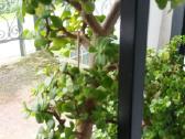 Portulacaria afra sukulentas - nuotraukos Nr. 8