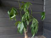 Dovanojamas augalas (Pachira) su vazonu 115 cm - nuotraukos Nr. 2