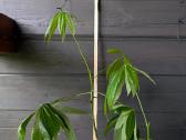 Dovanojamas augalas (Pachira) su vazonu 115 cm - nuotraukos Nr. 3