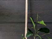 Dovajonamas augalas Fikusas 90 cm su vazonu - nuotraukos Nr. 3
