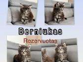 Meino meškėnai su kilmės dokumentais - nuotraukos Nr. 16
