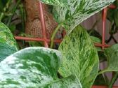 Filodendronai, epipremnum - nuotraukos Nr. 4