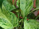 Filodendronai, epipremnum - nuotraukos Nr. 3