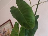 Filodendronai, epipremnum - nuotraukos Nr. 26