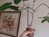 Filodendronai, epipremnum - nuotraukos Nr. 25
