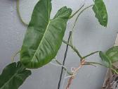 Filodendronai, epipremnum - nuotraukos Nr. 23