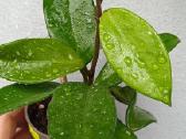 Vaškuolės (#Hoya) - nuotraukos Nr. 19