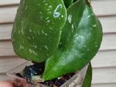Vaškuolės (#Hoya) - nuotraukos Nr. 23