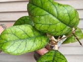 Vaškuolės (#Hoya) - nuotraukos Nr. 27