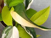 Filodendronai, epipremnum - nuotraukos Nr. 17